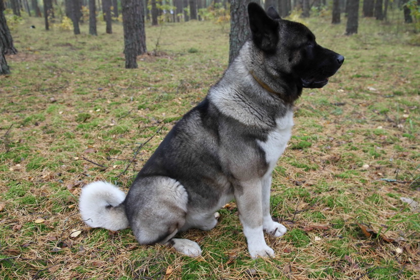 ������������ �����. ���������� �����