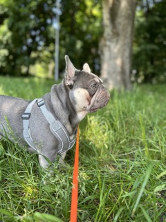 ����������� �������. ���������� �����