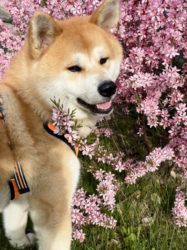 �����-���. ���������� �����