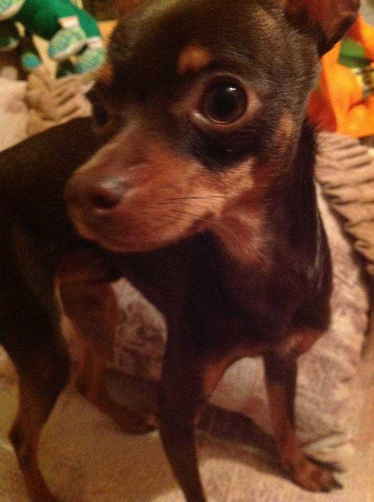 ������� ���-������. ���������� �����