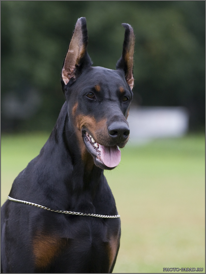 ��������. ���������� �����