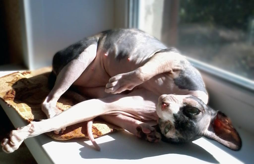 ������ (��������� ������). ���������� �����