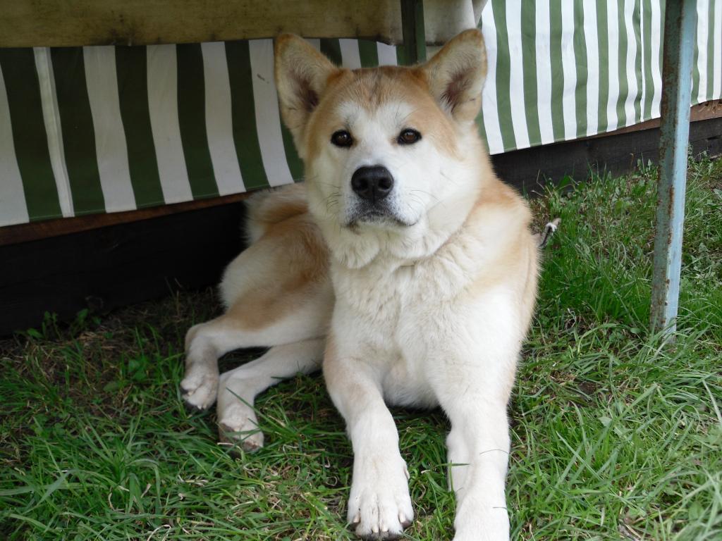 �����-���. ���������� �����