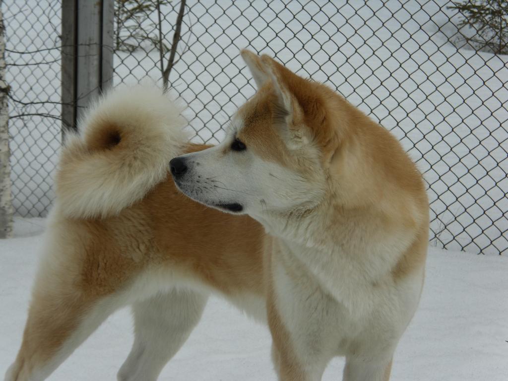 �����-���. ���������� �����