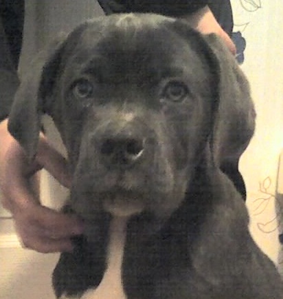 ���� �����. ���������� �����