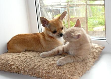 ��������. ���������� �����