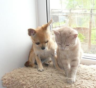 ��������. ���������� �����