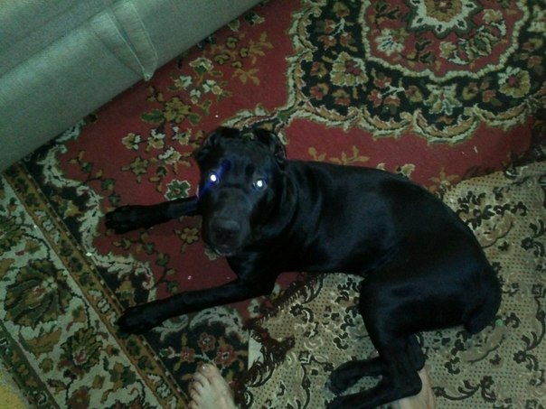 ���� �����. ���������� �����