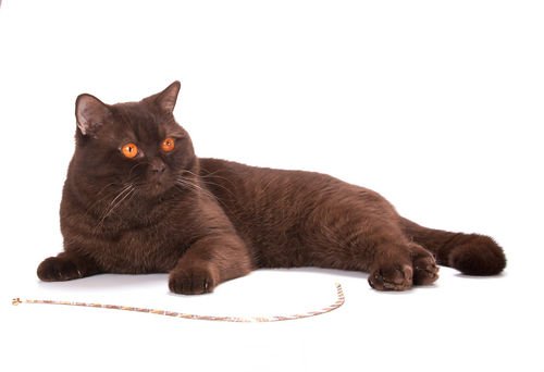 ���������� ���������������