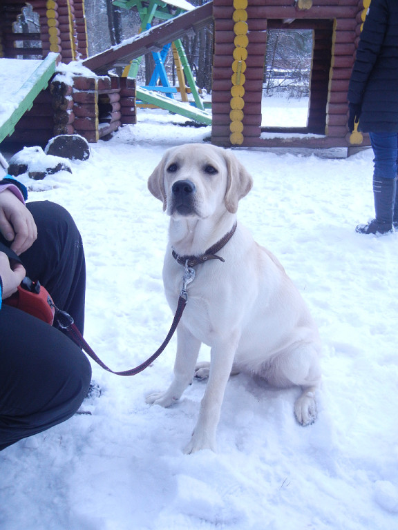 ����������. ���������� �����