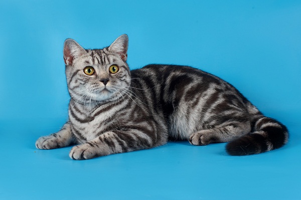 ���������� ���������������. ���������� �����