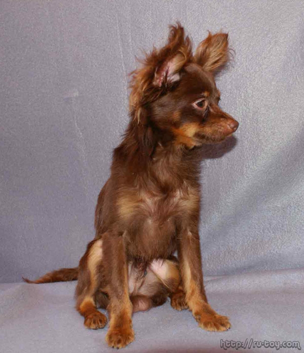 ������� ���-������. ���������� �����