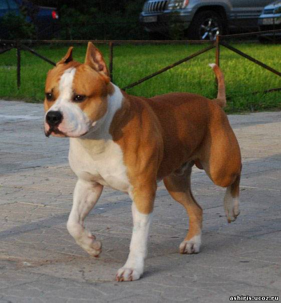 ������������ �����������c��� ������. ���������� �����