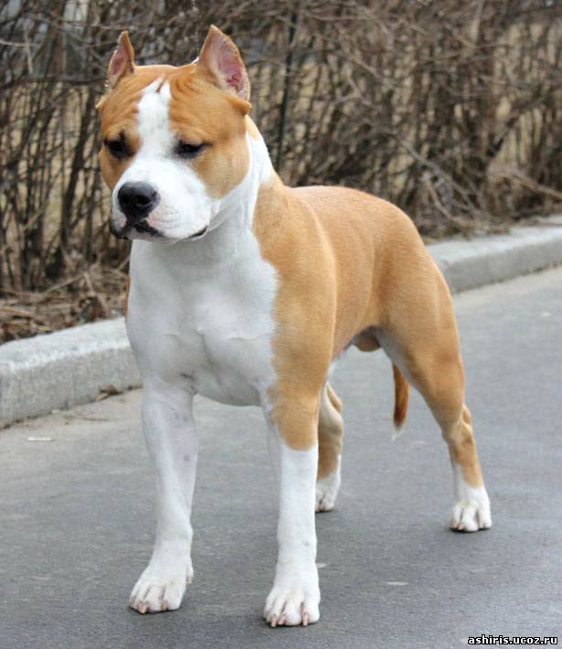 ������������ �����������c��� ������. ���������� �����