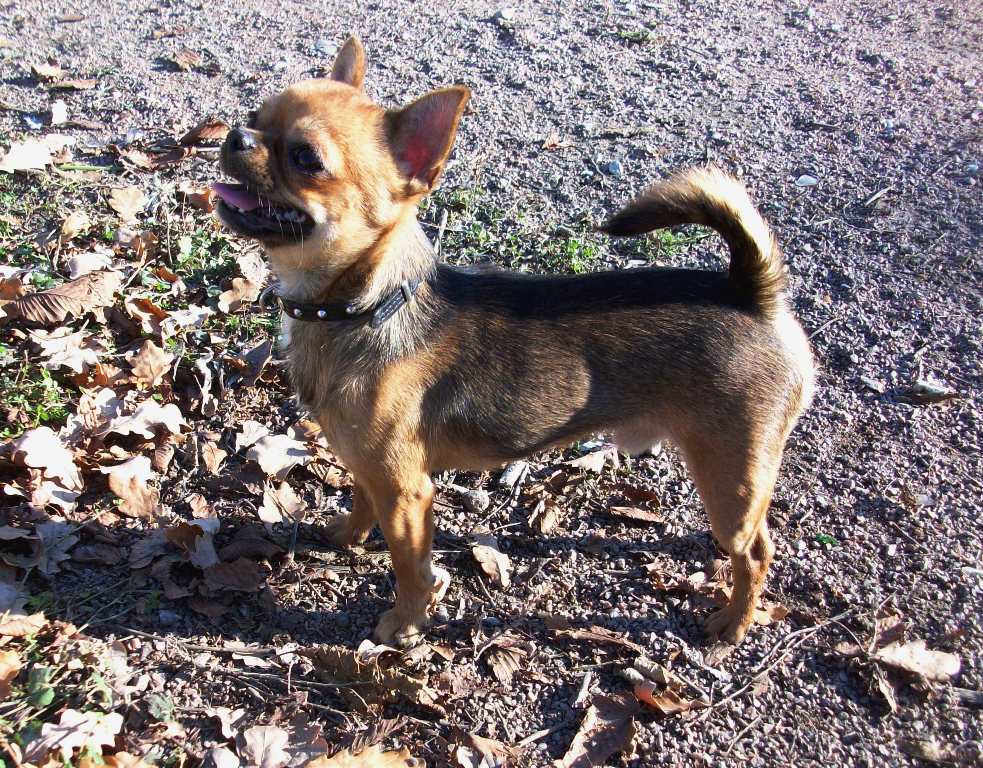 ��������. ���������� �����