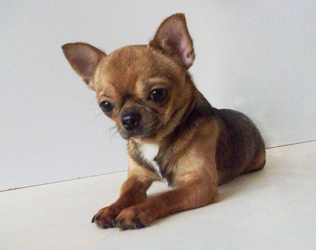 ��������. ���������� �����