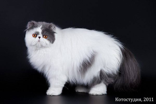 ���������� �����