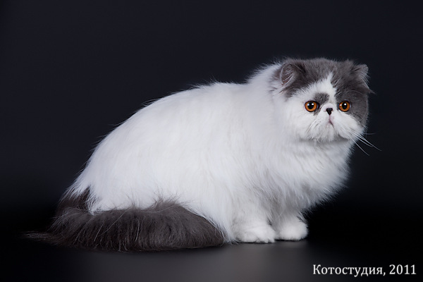 ���������� �����