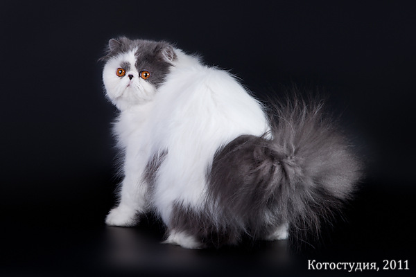 ���������� �����. ���������� �����