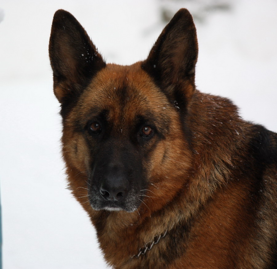 �������� �������. ���������� �����