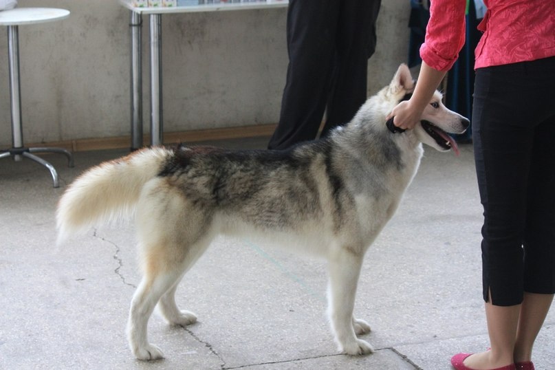 ��������� �����. ���������� �����