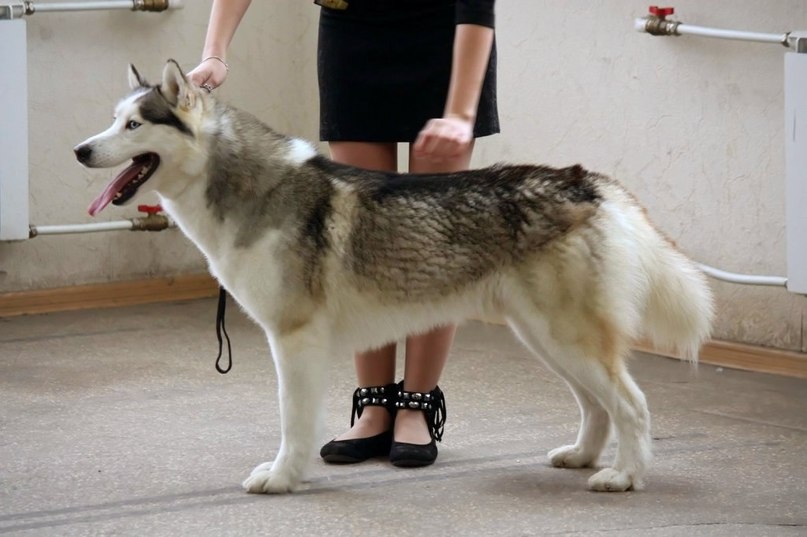 ��������� �����. ���������� �����