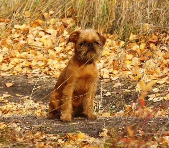 ������������ �������