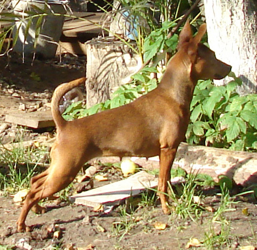 �����������. ���������� �����