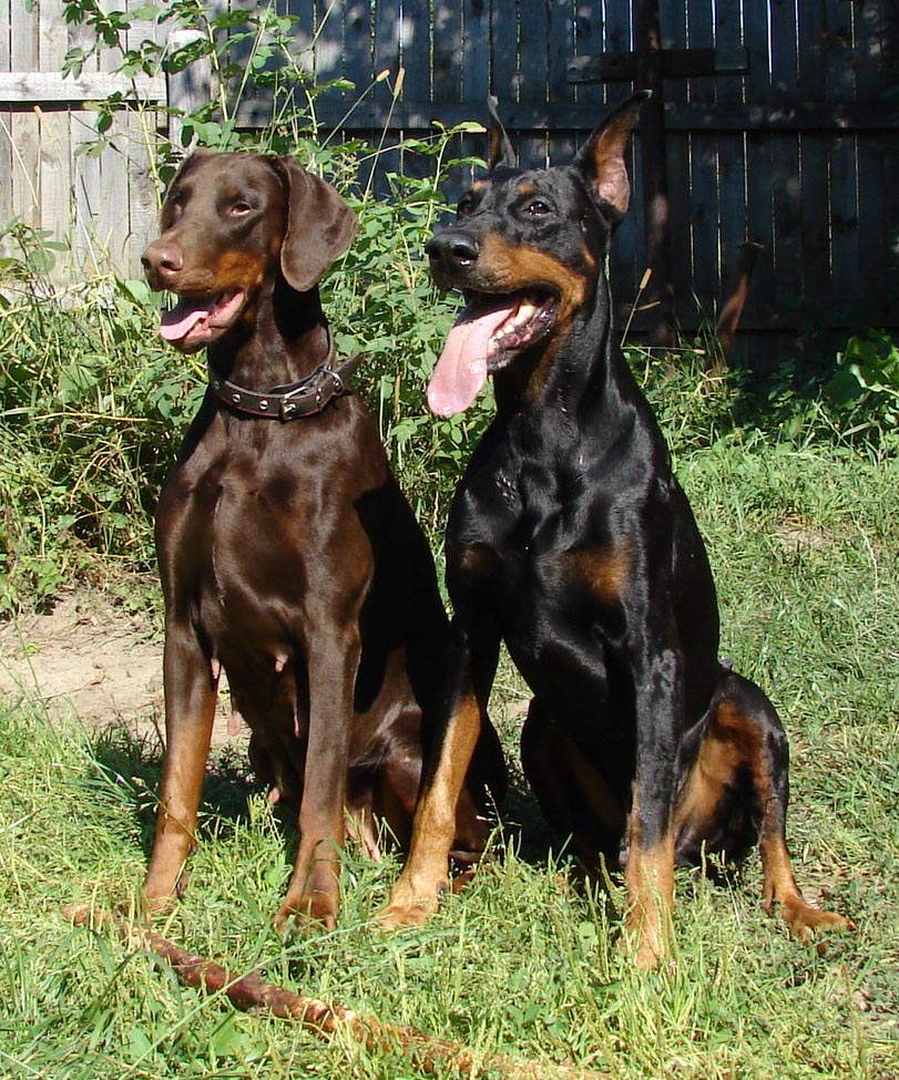 ��������. ���������� �����