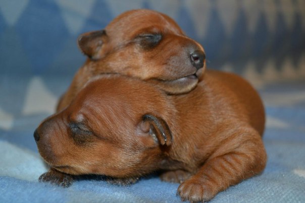 �����������. ���������� �����