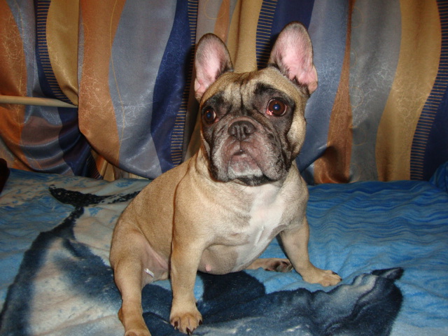 ����������� �������