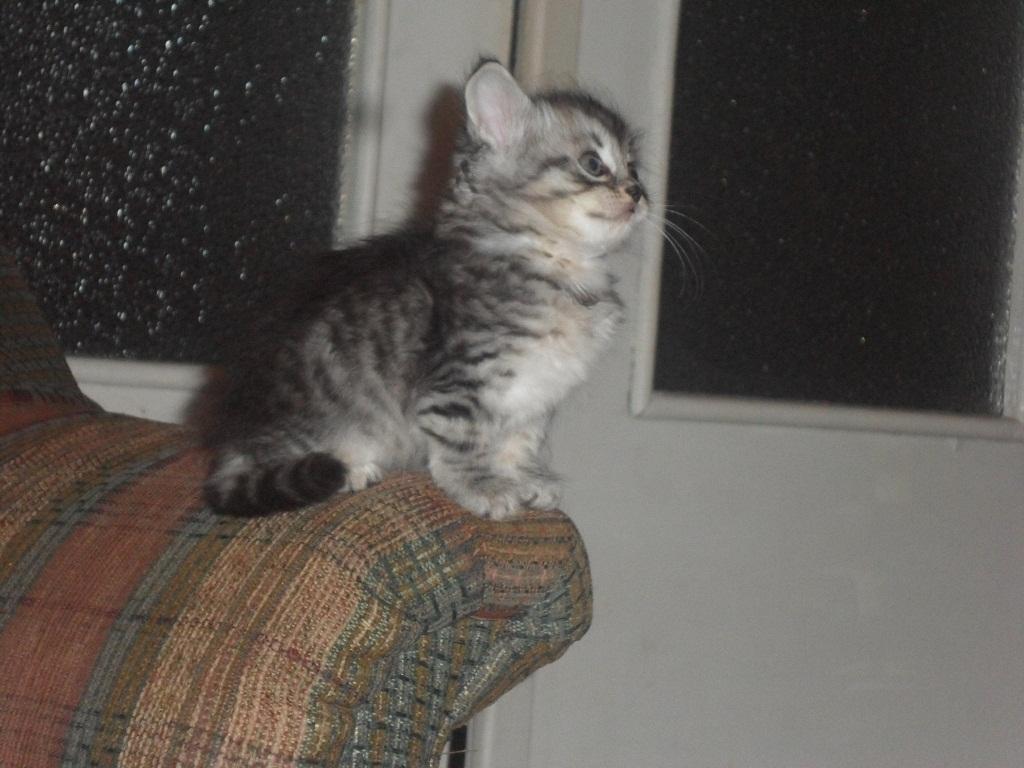 ���������� ���������������. ���������� �����