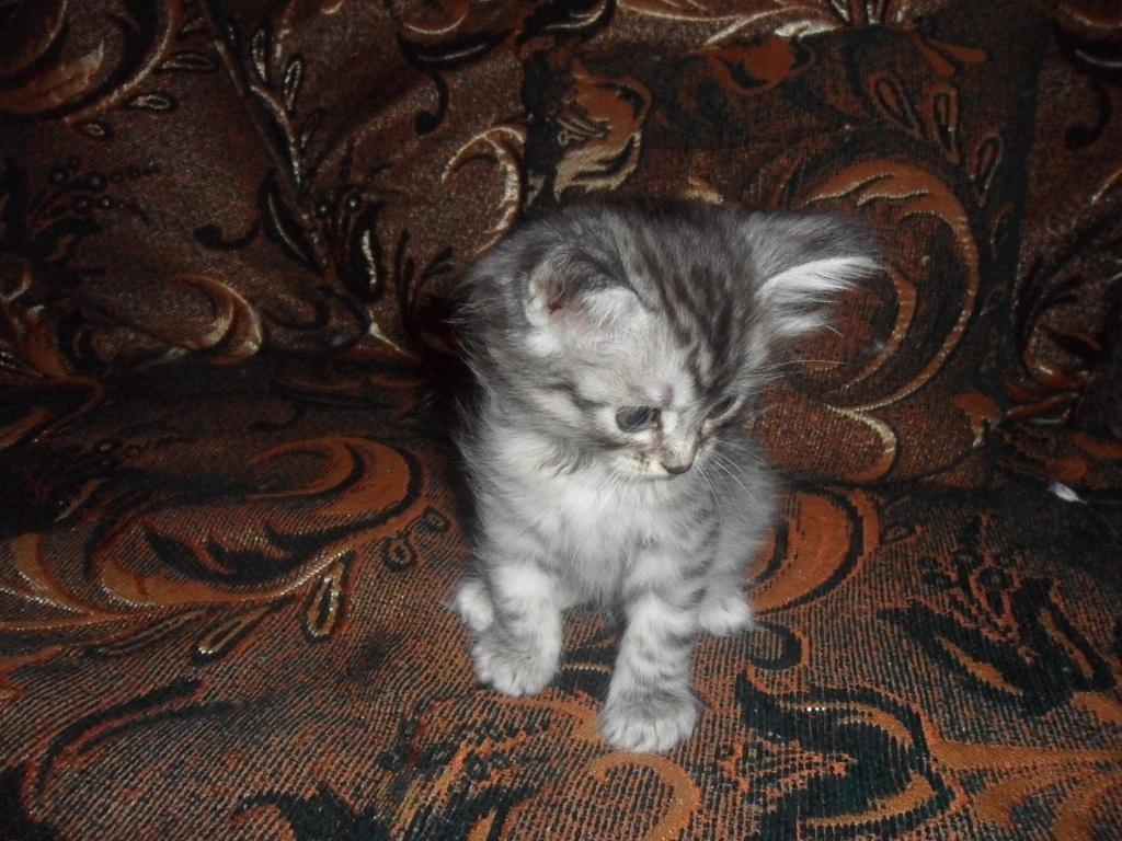 ���������� ���������������. ���������� �����