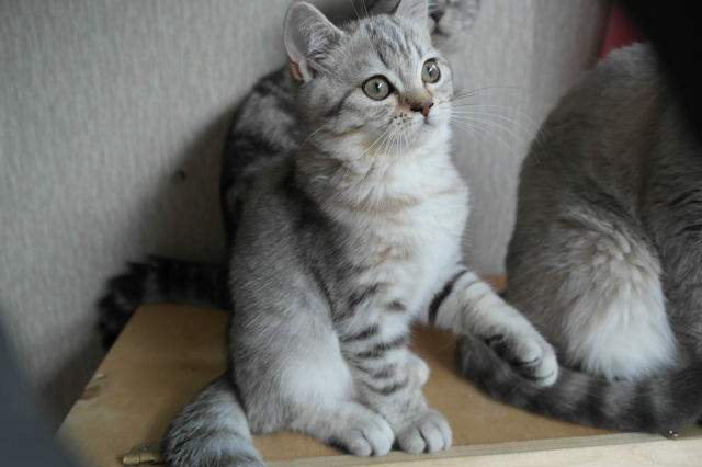 ����������� ��������������� (C������-������). ���������� �����