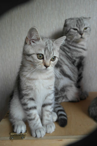 ����������� ��������������� (C������-������). ���������� �����