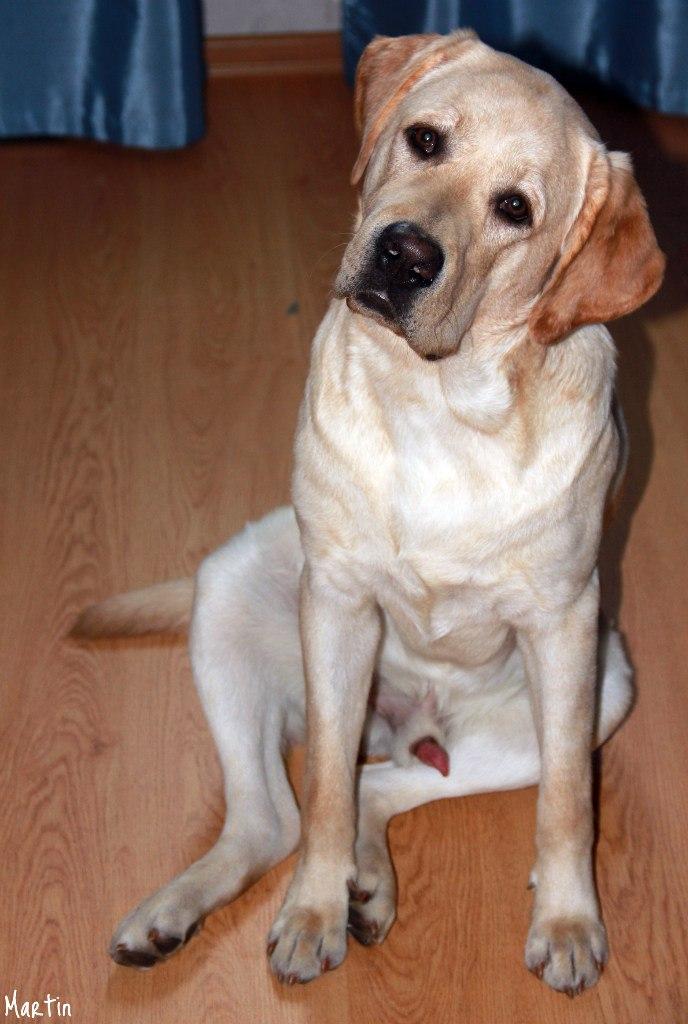 ����������. ���������� �����