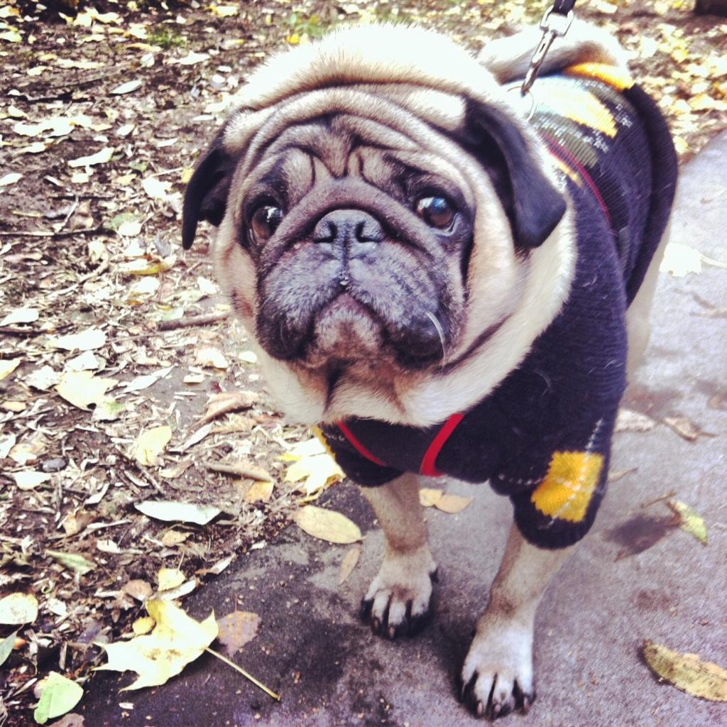 ����. ���������� �����