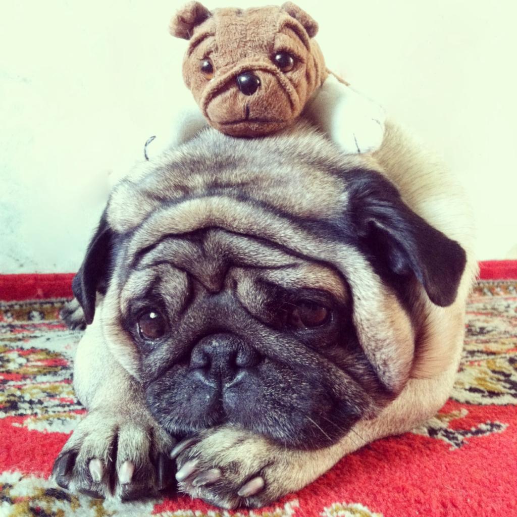 ����. ���������� �����