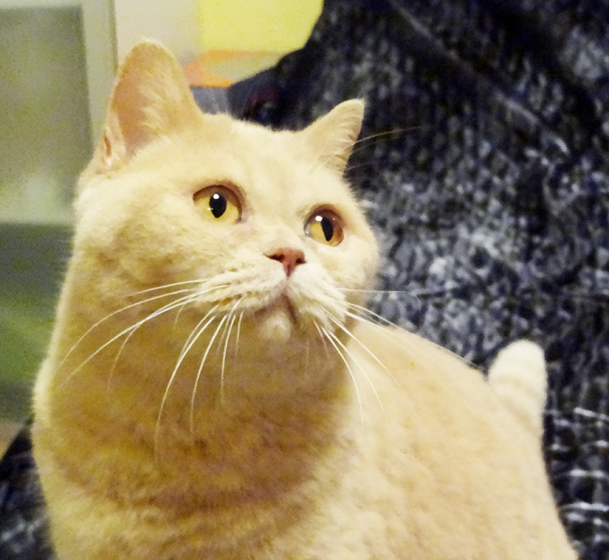 ���������� ���������������. ���������� �����