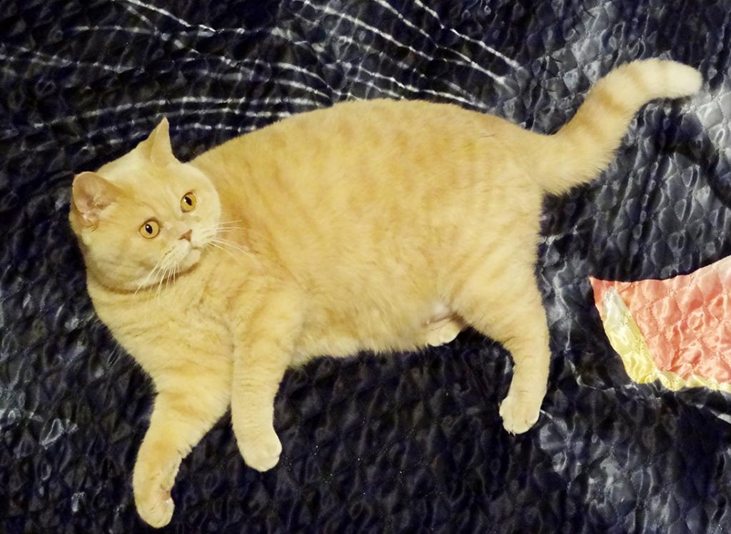 ���������� ���������������. ���������� �����