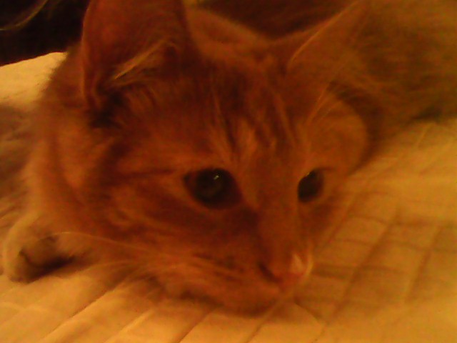 ��������� �����. ���������� �����