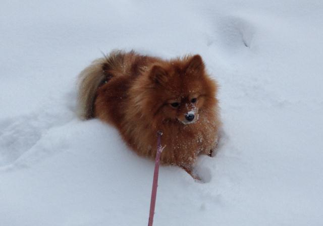 �������� ����. ���������� �����