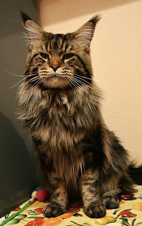 ����-���. ���������� �����