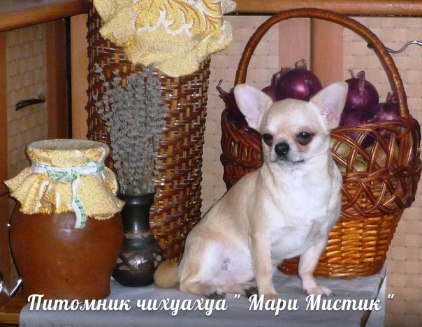 ��������. ���������� �����