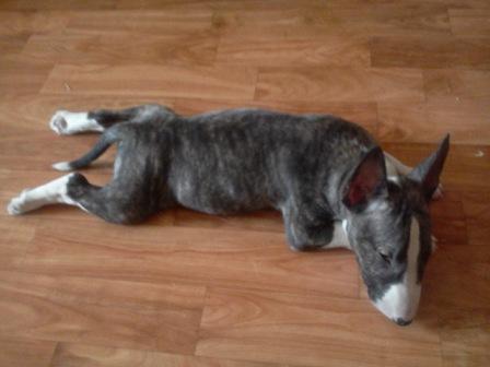 ����������. ���������� �����