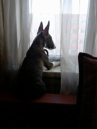 ����������. ���������� �����