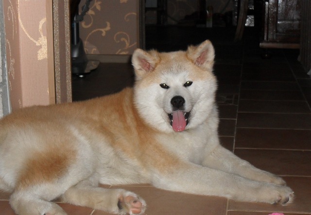 �����-���. ���������� �����