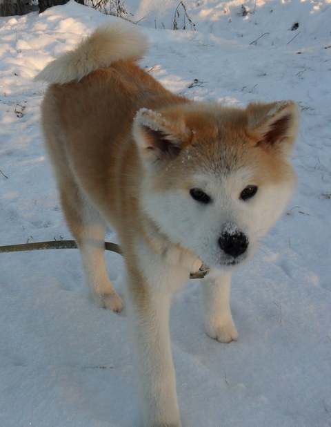 �����-���. ���������� �����