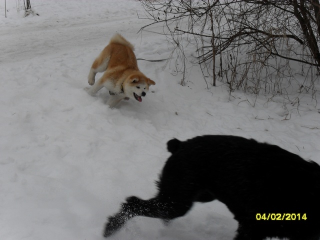 �����-���. ���������� �����