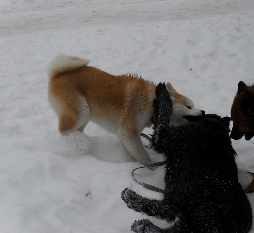 �����-���. ���������� �����